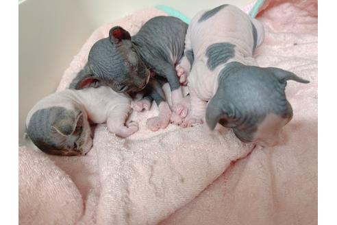 成約済の東京都のスフィンクス-18603の9枚目