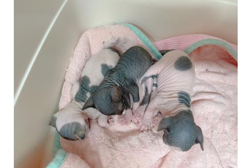 成約済の東京都のスフィンクス-18603の12枚目