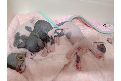 成約済の東京都のスフィンクス-18603の13枚目