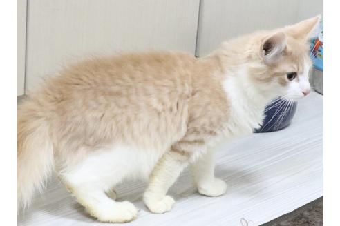 成約済の東京都のノルウェージャンフォレストキャット-16399の3枚目