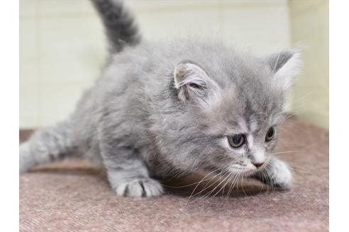 成約済の愛知県のマンチカン-18156の7枚目