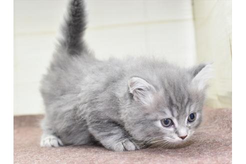 成約済の愛知県のマンチカン-18156の6枚目