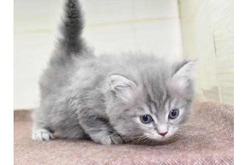 成約済の愛知県のマンチカン-18156の5枚目