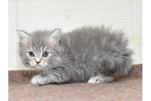 成約済の愛知県のマンチカン-18156の4枚目