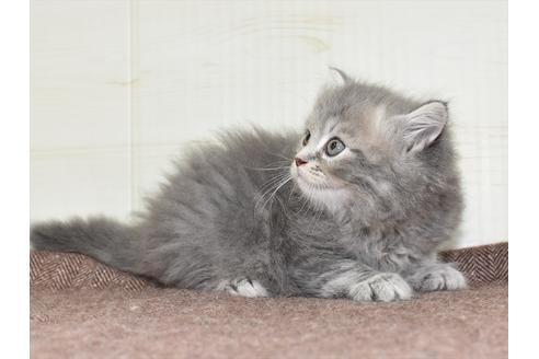 成約済の愛知県のマンチカン-18156の3枚目