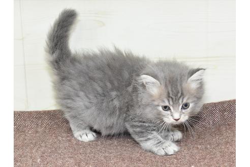 成約済の愛知県のマンチカン-18156の2枚目