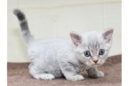 成約済の愛知県のマンチカン-18157の6枚目