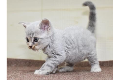 成約済の愛知県のマンチカン-18157の5枚目