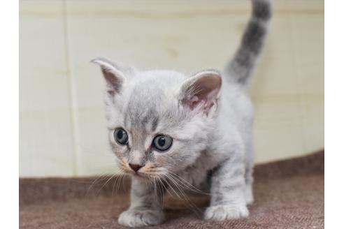 成約済の愛知県のマンチカン-18157の4枚目