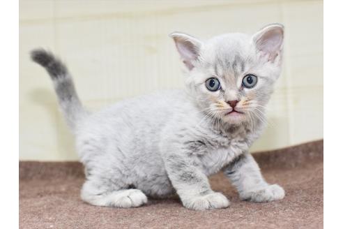 成約済の愛知県のマンチカン-18157の3枚目