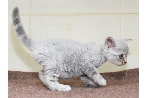 成約済の愛知県のマンチカン-18157の2枚目