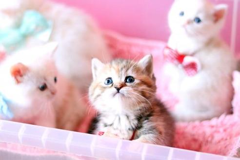 マンチカンの子猫を探す 子猫ブリーダーナビ マンチカンの子猫を探す 子猫ブリーダーナビ