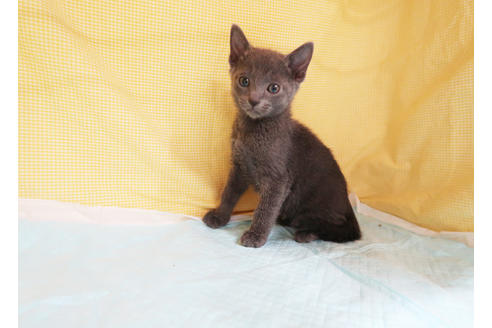 成約済の東京都のロシアンブルー-18706の2枚目