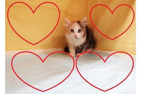 成約済の東京都のスコティッシュフォールド-18707