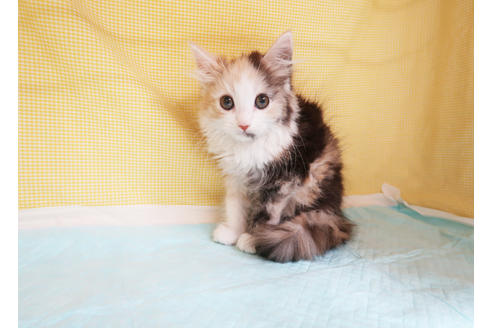 成約済の東京都のスコティッシュフォールド-18707の2枚目