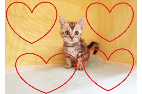 成約済の東京都のミックス-18719の1枚目