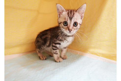 成約済の東京都のミックス-18719の2枚目