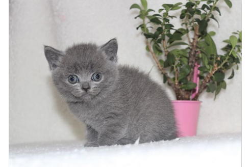 千葉県のブリティッシュショートヘア 男の子 21 09 22生まれ 大きなおめめ 丸顔ですよ 子猫id 子猫ブリーダーナビ 千葉県のブリティッシュショートヘア 男の子 21 09 22生まれ 大きなおめめ 丸顔ですよ 子猫id 子猫ブリーダーナビ
