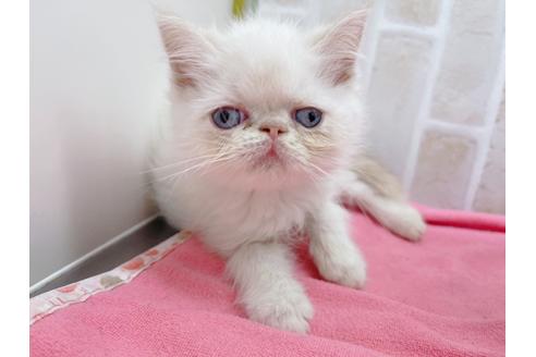 成約済の東京都のエキゾチックロングヘア-18785の1枚目