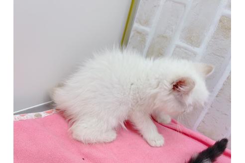 成約済の東京都のエキゾチックロングヘア-18785の4枚目