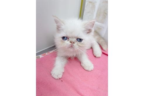 成約済の東京都のエキゾチックロングヘア-18785の6枚目