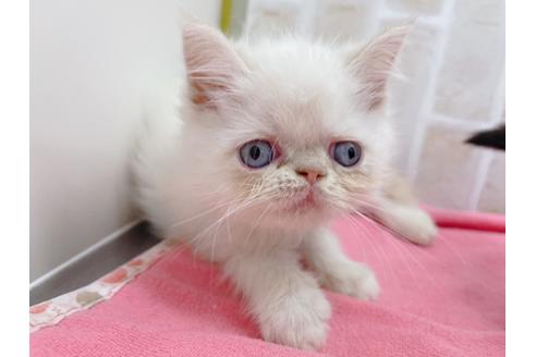 成約済の東京都のエキゾチックロングヘア-18785の7枚目