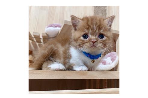 成約済の長野県のマンチカン-18801の1枚目