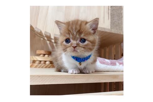 成約済の長野県のマンチカン-18801の4枚目