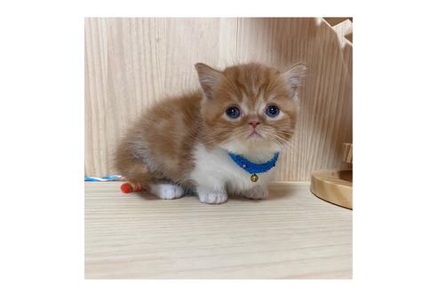 成約済の長野県のマンチカン-18801の3枚目