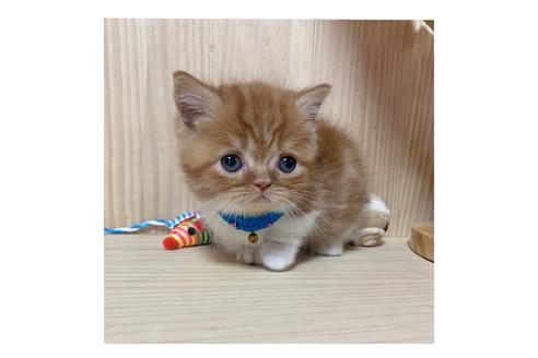 成約済の長野県のマンチカン-18801の2枚目