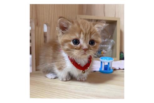 成約済の長野県のマンチカン-18802の1枚目