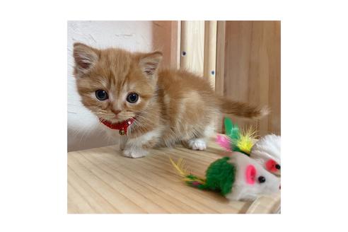 成約済の長野県のマンチカン-18802の4枚目