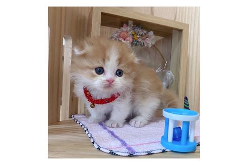 成約済の長野県のマンチカン-18803の1枚目