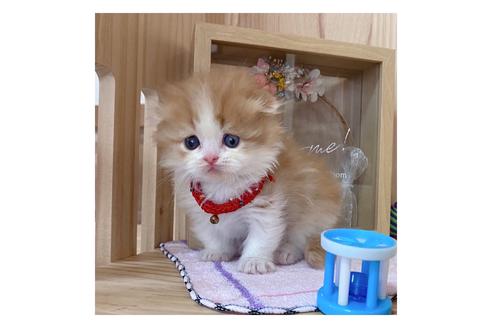 成約済の長野県のマンチカン-18803の5枚目