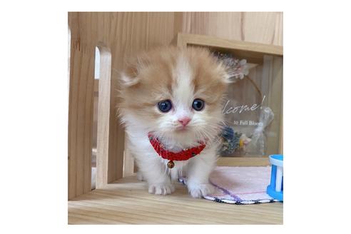 成約済の長野県のマンチカン-18803の4枚目