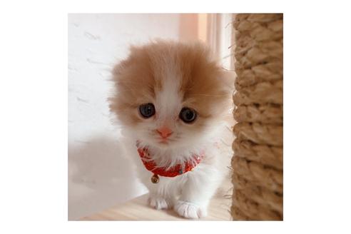 成約済の長野県のマンチカン-18803の3枚目