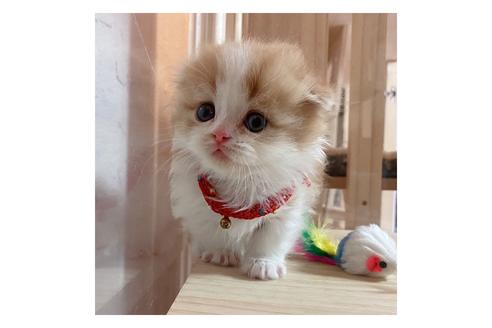 成約済の長野県のマンチカン-18803の2枚目