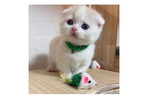 成約済の長野県のマンチカン-18804の1枚目