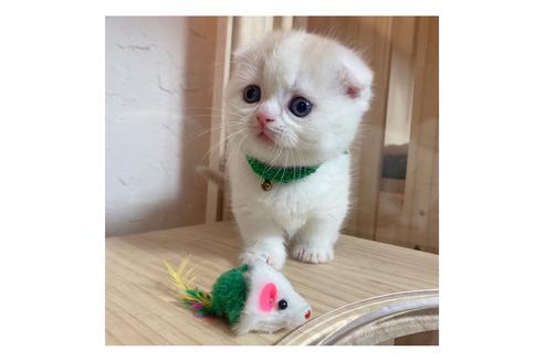 成約済の長野県のマンチカン-18804の5枚目