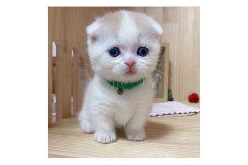 成約済の長野県のマンチカン-18804の4枚目