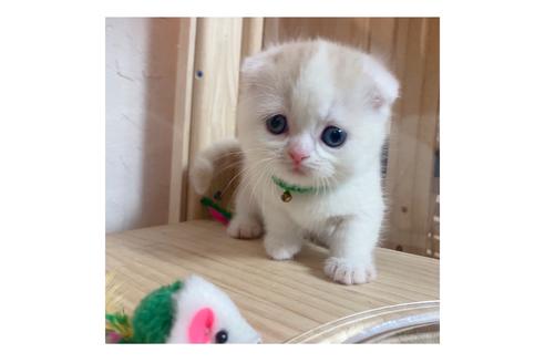 成約済の長野県のマンチカン-18804の3枚目