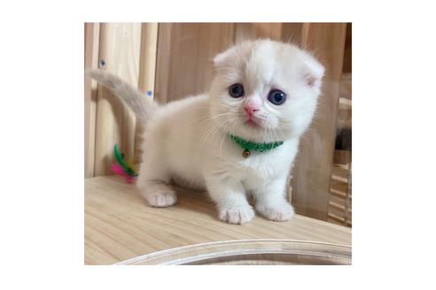 成約済の長野県のマンチカン-18804の2枚目