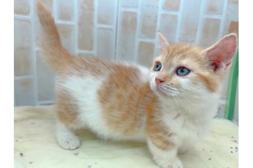 成約済の東京都のマンチカン-18381の1枚目