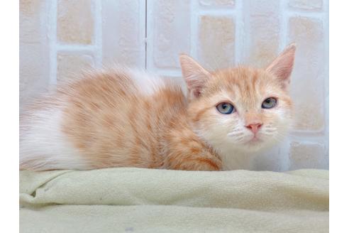 成約済の東京都のマンチカン-18381の7枚目