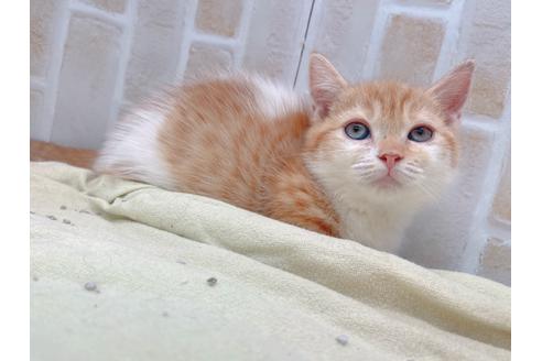 成約済の東京都のマンチカン-18381の4枚目