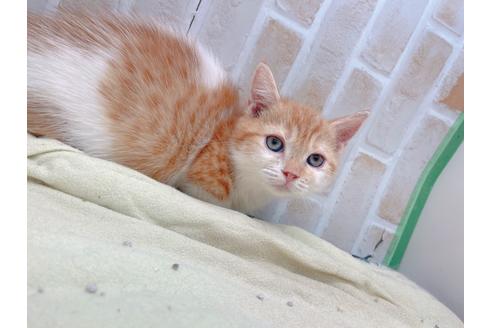 成約済の東京都のマンチカン-18381の3枚目