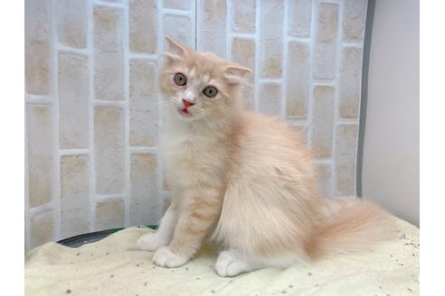 成約済の東京都のスコティッシュフォールド-17083の1枚目