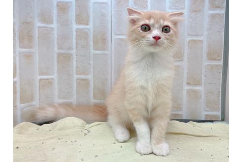 成約済の東京都のスコティッシュフォールド-17083の2枚目