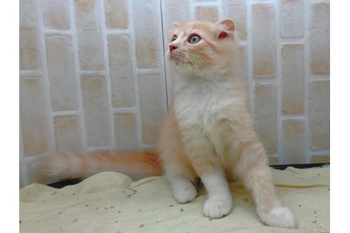 成約済の東京都のスコティッシュフォールド-17083の3枚目