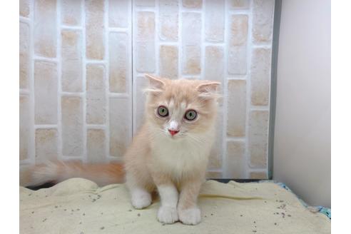 成約済の東京都のスコティッシュフォールド-17083の4枚目